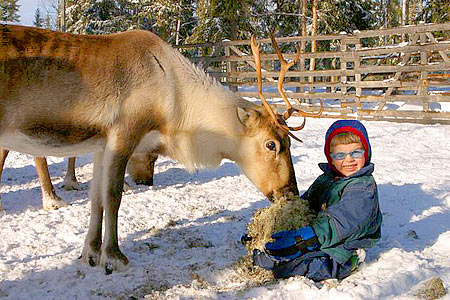 Feed a tame reindeer